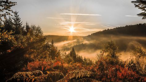 #nature #sky #wilderness #morning #tree #leaf #sunrise #atmosphere #dawn #sunlight #forest #landscape #mist #autumn #september #4K #wallpaper #hdwallpaper #desktop Sunset Trees, Trees Autumn, Wallpaper Sunset, Forest Sunset, Hermann Hesse, Forest Wallpaper, Macbook Wallpaper, Autumn Forest, Tree Leaves