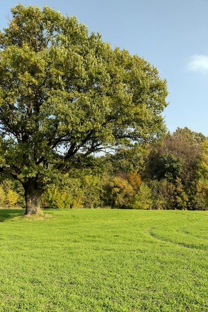 Foto el follaje amarillento de un roble ... | Premium Photo #Freepik #photo #parque #paisaje-bosque #paisaje-arboles #bosque-seco Real Tree, Tree Beground Hd, Stop Motion