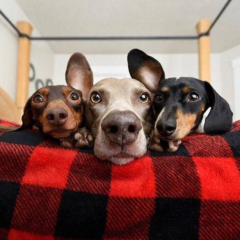 These Animals Are So Photogenic They Could Easily Become The Greatest Album Cover Of All Time Three Dog, Regnul Animal, Sweet Photo, 3 Dogs, Three Dogs, Love My Dog, Selfie Time, Dog Photography, Beautiful Dogs