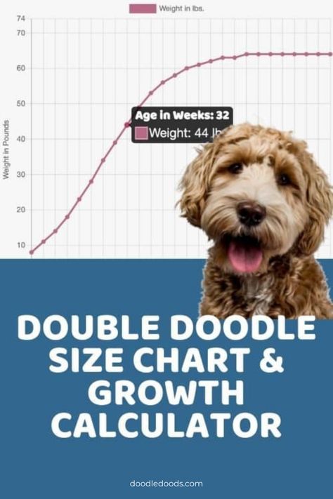 Double Doodle Size Guide Double Doodle Dog, Double Doodles, Golden Retriever Poodle, Double Doodle Puppies, Golden Labradoodle, Double Doodle, Puppy Tips, Puppies Tips, Australian Labradoodle