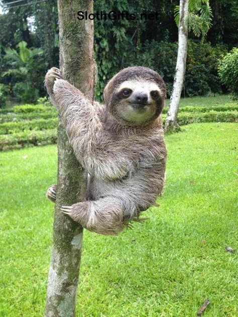 Visit SlothGifts.net for more funny sloth photos and videos Cute Sloth Pictures, Sloth Photos, Three Toed Sloth, Sloth Life, Sloth Art, Hanging Upside Down, Talking Animals, A Sloth, Sloths Funny