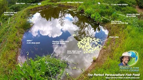 The Perfect Permaculture Fish Pond Aquaponic System, Backyard Fountain, Permaculture Design Course, Building A Pond, Aquaponic Gardening, Fountains Backyard, Natural Pond, Backyard Water Feature, Natural Swimming Pools