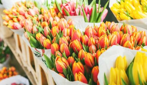 Love growing tulips and considering getting into selling cut flowers? Keep these tips in mind and you'll enjoy profit from these beautiful flowers. 📸 mitarart/Adobe Stock, ✍️ Austin Graf Grow Tulips, Growing Tulips, Tulip Farm, Planting Tulips, Dutch Tulip, Tulip Bulbs, Tulip Fields, Spring Tulips, Fall Plants