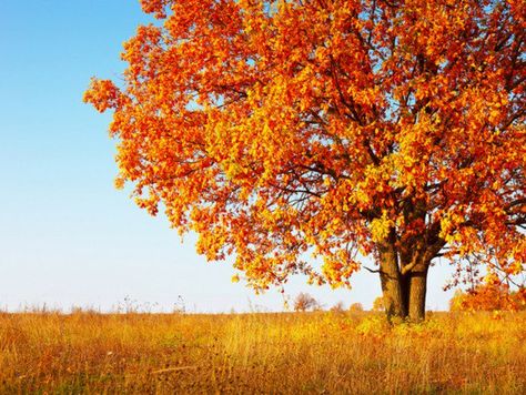 big red oak tree with orange leaves in autumn field Japanese Lilac Tree, Tree Landscaping, Red Oak Tree, Hickory Tree, Trees For Front Yard, Lilac Tree, Crabapple Tree, Chestnut Trees, Japanese Maple Tree