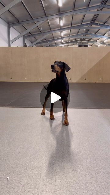 Jamie The Dog Trainer on Instagram: "Leia the Dobermann midway through her two week board and train🔥👌🚀 #doberman #dobermans #dogtraining" Doberman And Cat, Doberman Training, Cat Friends, Doberman Dogs, Dog Trainer, Doberman, The Dog, Dog Training, Train