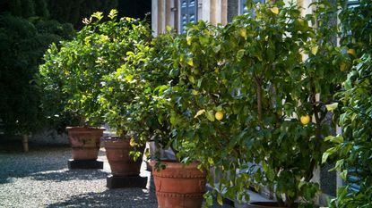 Fruits In Pots, Fruit Trees In Pots, Fruit Trees In Containers, Garden Design Ideas On A Budget, Trees In Pots, Meyer Lemon Tree, Arizona Gardening, Growing Fruit Trees, Lemon Trees