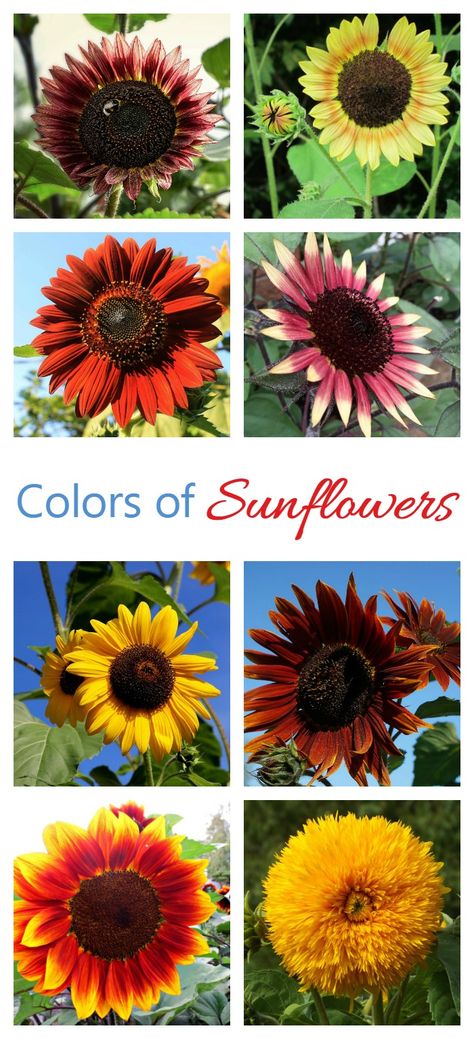 Types Of Sunflowers, Growing Sunflowers, Beginner Gardening, Planting Sunflowers, Sunflower Colors, Sunflower Garden, Perennial Garden, Autumn Garden, Gardening For Beginners