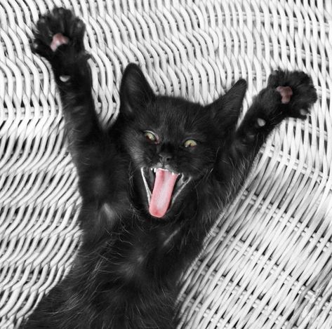 Black Cat Magic: Cat Memes - I Can Has Cheezburger? Black Cat Magic, All Black Cat, Cat Magic, Black Cat Lover, Cat Greeting Cards, Magic Cat, Black White Photography, Cute Cat Gif, Cat Cards