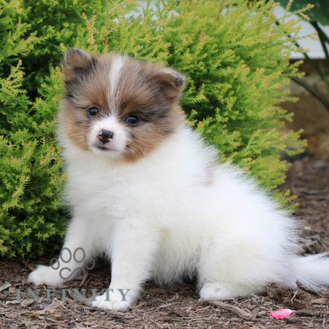 Macy • Pomeranian • Infinity Pups Pomeranian Puppies For Free, Pomeranian Puppies For Sale, Pomeranian Breed, Pomeranian Puppy For Sale, Throwback Pomeranian, Pomeranian Mix, Pomeranian Puppies, Funny Pomeranian Memes, Pomeranian Memes