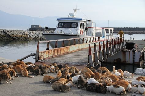 Cat Island Japan Aesthetic, Cat Island Japan, Travel Visionboard, Kawaii House, Funny Content, Cat Island, Music Funny, Japan Summer, Dream Honeymoon