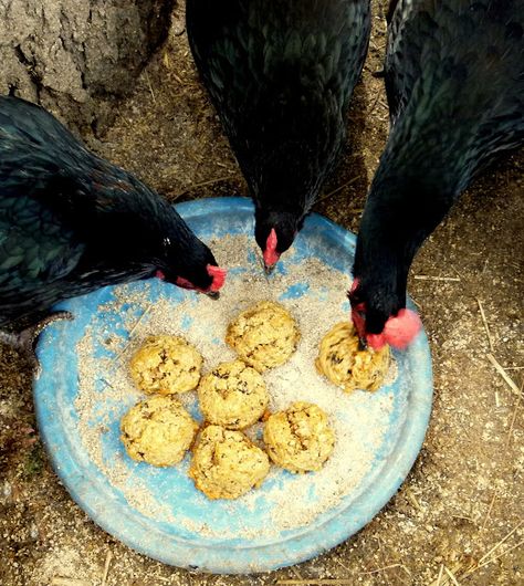 Oatmeal Balls, Ducks And Chickens, Chicken Feeders, Chicken Care, How To Raise Chickens, Chicken Life, Chickens And Ducks, Chicken Treats, Best Chicken Coop