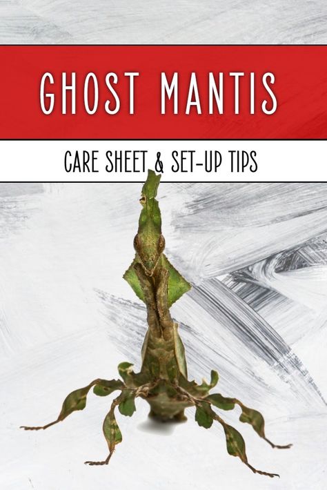 Ghost mantis care can be quite simple once you get everything set up correctly. This praying mantis care sheet discusses everything from selecting the right cage or vivarium, through to heating, set-up and even feeding too. Ghost Praying Mantis, Ghost Mantis Terrarium, Praying Mantis Terrarium, Ghost Mantis, Bugs Life, Animal Help, Praying Mantis, Rare Animals, Vivarium