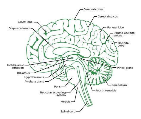 Structure Of The Brain, Lobes Of Brain, Anatomy Structure, Human Brain Anatomy, Brain Diagram, Jimin Photo, Glial Cells, Corpus Callosum, Facial Bones