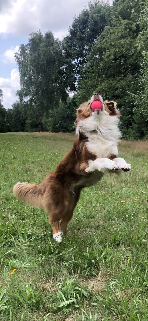 Australian Shepherd Red Tri, Mini Australian Shepherd, Mini Aussie, Herding Dogs, Cindy Kimberly, Dog Pics, Rough Day, I Love My Dog, Dream Dog