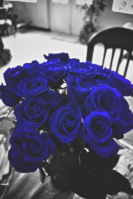 Beautiful Flowers Pictures Blue Roses, We Heart It, Roses, Lost, Vase, Black And White, Flowers, Blue, Black