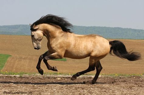 Buckskin Horses, Kiger Mustang, Horse Colours, Wild Horses Mustangs, Buckskin Horse, Horse Galloping, Horse Reference, Pony Express, Mustang Horse