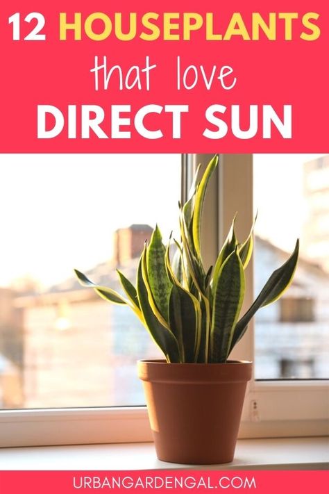 Houseplants that can tolerate direct sun are ideal for windowsills. Here are 12 beautiful indoor plants that love full sun. #indoorplants #houseplants #indoorgarden Best Outdoor Plants For Full Sun, Best Window Plants Indoor, Full Sun Plants Outdoor, Windowsill Plants Indoor, Direct Sun Houseplants, Sun Plants Outdoor, Plants For Direct Sunlight Indoor, Full Sun House Plants Indoor, Full Sun Indoor Plants