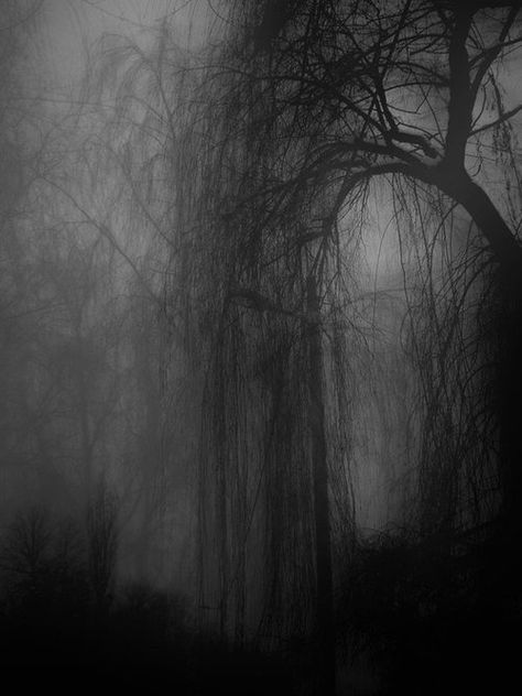 Manderley drive - opening dream Darkness Falls, Creepy Pictures, Black And White Photograph, Weeping Willow, Foto Art, The Fog, Dark Places, Willow Tree, Samhain