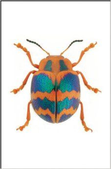 Christopher Marley, Leaf Beetle, Cool Insects, Beautiful Insects, Beetle Insect, Cool Bugs, Bug Art, Blue Beetle, Beetle Bug