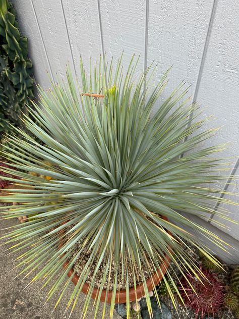 Yucca Rostrata