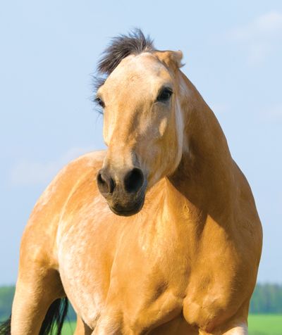 Lend Me Your Ears: What Does Your Horse’s Ear Position Tell You Horse With Ears Back, Angry Horse, Horses Ears, Horse Faces, Head Pose, Horse Behavior, Horse Reference, Horse Heads, Horse Ears