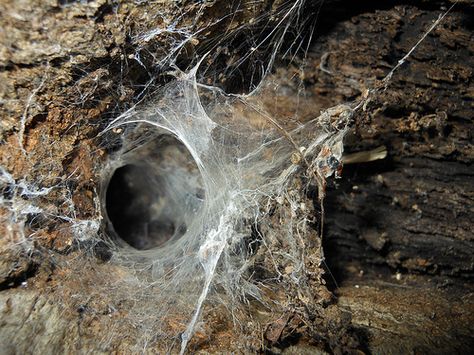 Wolf Spider Nest Spider Nest, Alien Environment, Spider Society, Giant Spiders, Spider Net, House Spider, Wolf Spider, Nest Art, Spider People