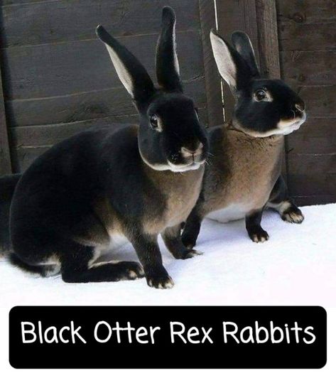 Black Otter Rex Rabbit, Melanistic Animals, Rex Rabbit, Black Animals, Pet Hacks, Weird World, Unique Animals, Animals Friends, Otters