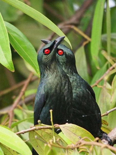 The Asian glossy starling (Aplonis panayensis) Animals In Motion Photography, Asian Glossy Starling, Asian Birds, Scary Birds, Unique Birds, Scary Eyes, Animal Study, Interesting Animals, Pretty Animals