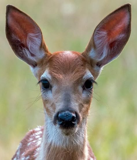 Deer Eyes Drawing, Fawn Reference, Deer Nose, Deer Reference, Deer Eyes, Artwork Animals, Deer Face, Doe Deer, Fawn Deer