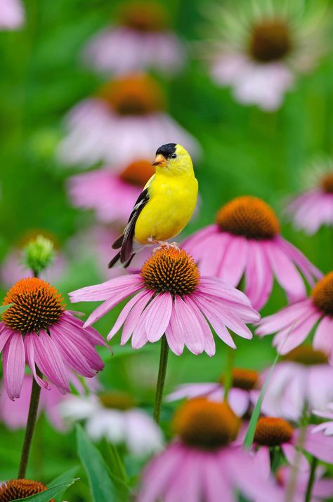 American Goldfinch: The Golden Bird - Birds and Blooms American Gold Finch, Gold Finch, American Goldfinch, Golden Bird, Wildlife Biologist, Finches Bird, Flower Quilts, Blue Eggs, How To Attract Hummingbirds