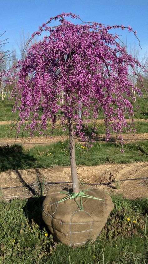 Cercis canadensis covey Redbud lavender twist Weeping Redbud, Lollipop Trees, Cercis Canadensis, Florida Trees, Short Trees, Front Landscape, Victorian Gardens, Landscaping Trees, Spring Planting