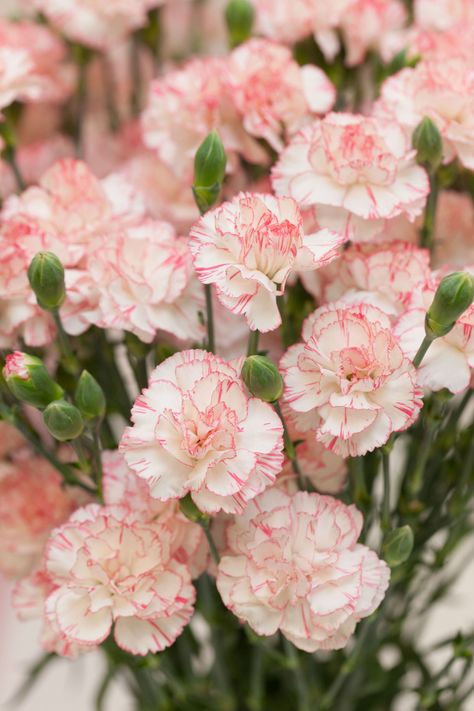 The carnation is the national flower of Spain, Monaco, and Colombia, but Bogota, Colombia is known for growing them. Carnations first came to the United States in 1852.   - HouseBeautiful.com National Flower, Pink Carnations, Carnation Flower, Flower Therapy, Month Flowers, Birth Month Flowers, Flower Lover, Types Of Flowers, Flower Pictures