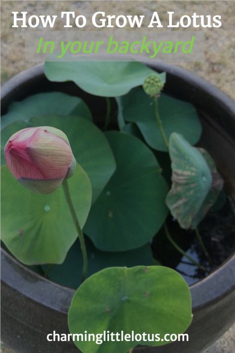 Bonsai Lotus Flower, Growing Lotus, Flowering Plants In India, Lotus Flower Seeds, Lotus Plant, Plant Wishlist, Plant Hacks, Lotus Pond, Flower Pots Outdoor