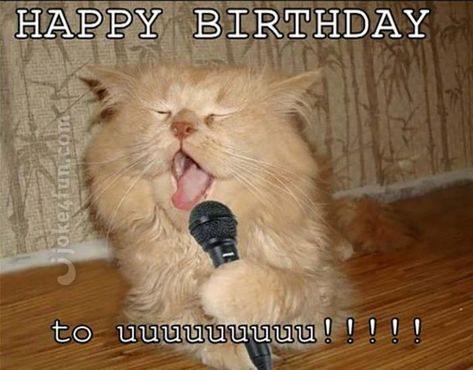 101 Funny Cat Birthday Memes for the Feline Lovers in Your Life Cat Birthday Memes, Funny Feelings, Happy Birthday Meme, Animal Humor, Feeling Nothing, Birthday Meme, Spotify Covers, Funny Cat Memes, Cat Cute