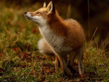 Here Comes the Sun Red Fox Aesthetic, Looking Up Photography, Fox Aesthetic, Arctic Foxes, Fox Photos, Japanese Fox, For Fox Sake, Tiny Paintings, Vulpes Vulpes