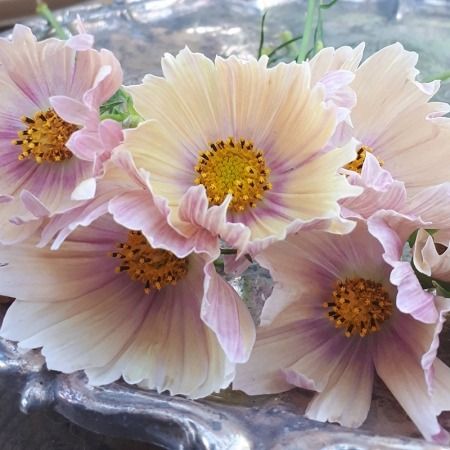 COSMOS APRICOT LEMONADE SEEDS | New & Featured Flowers Cosmos Plant, Growing Calendar, Container Vegetables, Farm Cottage, Sun And Water, Growing Seeds, Planting Bulbs, Edible Flowers, Pink Ring