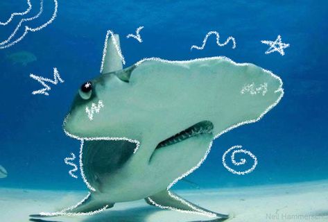 Hammerhead Shark Pfp, Silly Sharks, Shark Pfp, Hammerhead Sharks, Shark Pictures, Silly Hats, Sharks Funny, Chubby Babies, Hammerhead Shark