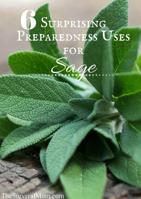 6 Surprising Preparedness Uses for Sage - Survival Mom Uses For Sage, Sage Benefits, Sage Uses, Sage Plant, Herbal Recipes, Survival Gardening, Healing Plants, Herbal Healing, Wild Plants