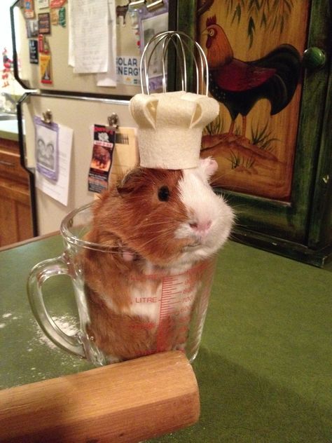 Doug the chef! Pig Pics, Guinea Pigs Funny, Funny Hamsters, A Hamster, Pet Guinea Pigs, Cute Small Animals, Cute Guinea Pigs, Silly Cats Pictures, Silly Dogs