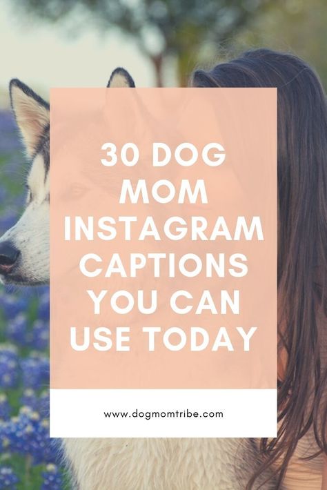 Need to find the perfect Instagram caption for the post of your lovable fur child? Check out these 30 share-worthy dog mom quotes that you can use today for. your posts! #dogquotes #doglovers #doggies #dogmoms Instagram Pet Captions, Puppy Mom Quotes, Two Dogs Quotes, Quotes About My Dog, Insta Caption For Dogs, Quotes With Dogs Instagram, Insta Captions With Dogs, Dog Posts Instagram Captions, Dogs Life Quotes