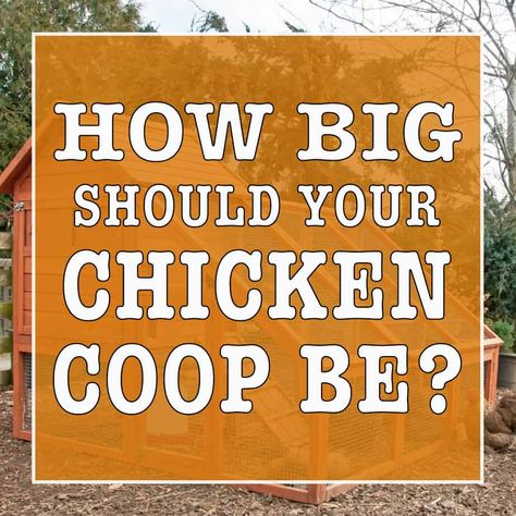 Farm Frenzy, Chicken Tips, Chicken Roost, Small Chicken Coops, Cute Chicken Coops, Chicken Shed, Chicken Poop, Biggest Chicken, Backyard Chicken Coop Plans