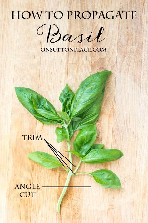 Propagate Basil, Basil Growing, Growing Basil, Basil Plant, Herb Gardens, Herb Gardening, Indoor Herb Garden, Herbs Indoors, Organic Gardening Tips