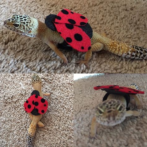 I made my gecko Ophelia a costume today!                                                                                                                                                                                 More Leopard Gecko Costume, Gecko Costume, Leopard Gecko Diy, Gecko Terrarium, Leopard Geckos, Desired Reality, Cute Snake, Reptile Snakes, Pet Ideas