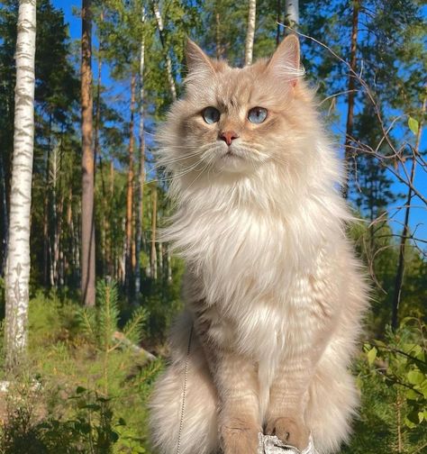 Wcue Morph, Cat With Blue Eyes, Siberian Cat, Warrior Cats Art, Gorgeous Cats, Reference Pics, Cat Pose, Forest Cat, Best Dog Breeds