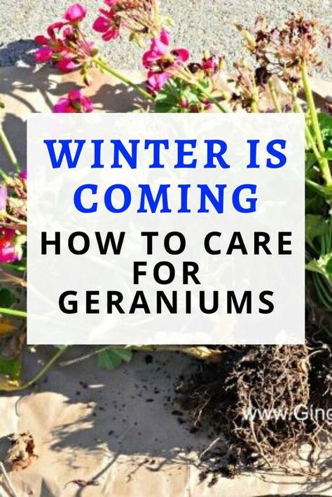 How To Winter Geraniums, Wintering Geraniums Indoors, Over Winter Geraniums, How To Over Winter Geraniums, How To Store Geraniums Over Winter, How To Save Geraniums Over Winter, Saving Geraniums Over Winter, Wintering Geraniums Plants, How To Overwinter Geraniums