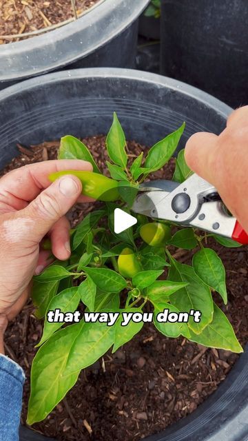 Destin Noak on Instagram: "My Tips for Growing Better Peppers in 2024!" Pepper Plant Care, Growing Peppers, Serrano Pepper, Pepper Plants, Stuffed Sweet Peppers, Red Peppers, Plant Care, Peppers, Garden Ideas