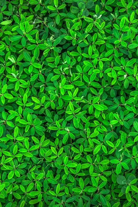 Natural Green Wallpaper, Leaf Green, Leaves Texture, Green Leaf, Green Nature Background, Background Green Nature, Green Plants Background, Patterns In Nature Texture Plants, Green Leafs Background