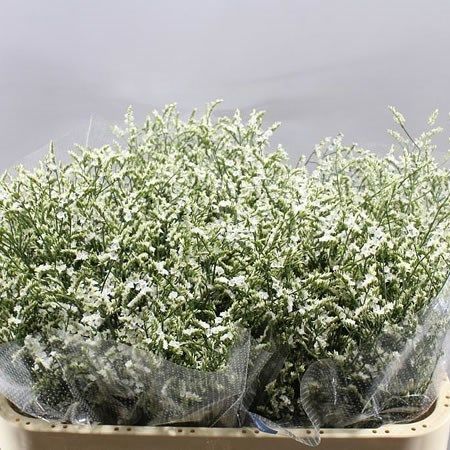 White Limonium, Salt Marsh, Flower Bucket, Florist Supplies, Flower Guide, Flowers Delivered, Flower Food, Plastic Flowers, Wholesale Flowers