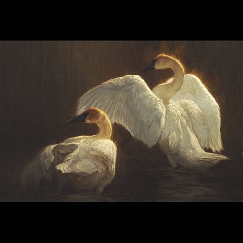 Greg Beecham on Instagram: “"The Shallows" - 2008 - Trumpeter Swan - oil on canvas” Greg Beecham, Master Oil Painting, Shadow Riders, Trumpeter Swan, West Yellowstone, Wildlife Paintings, Wildlife Artists, Textured Canvas Art, Landscape Artwork