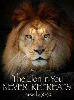 Never Retreat...  http://about.me/bholzbach Proverbs 30, Proverbs 28, Tattoo Lion, Lion Quotes, Tribe Of Judah, Lion Of Judah, Prayer Warrior, A Lion, Spiritual Inspiration